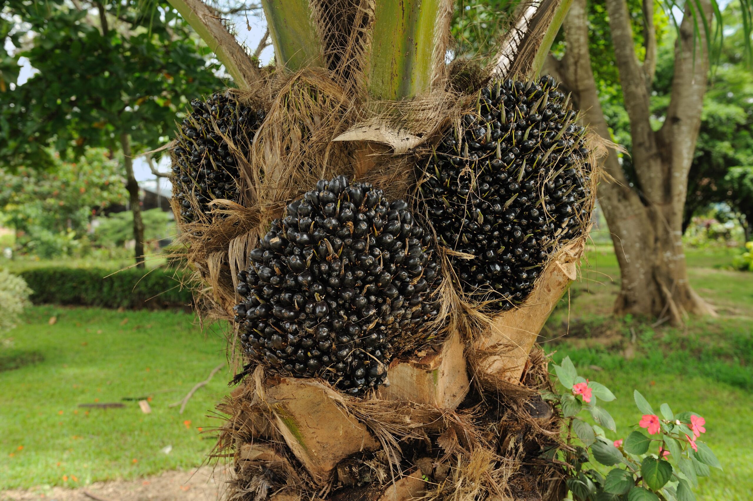 palm oil